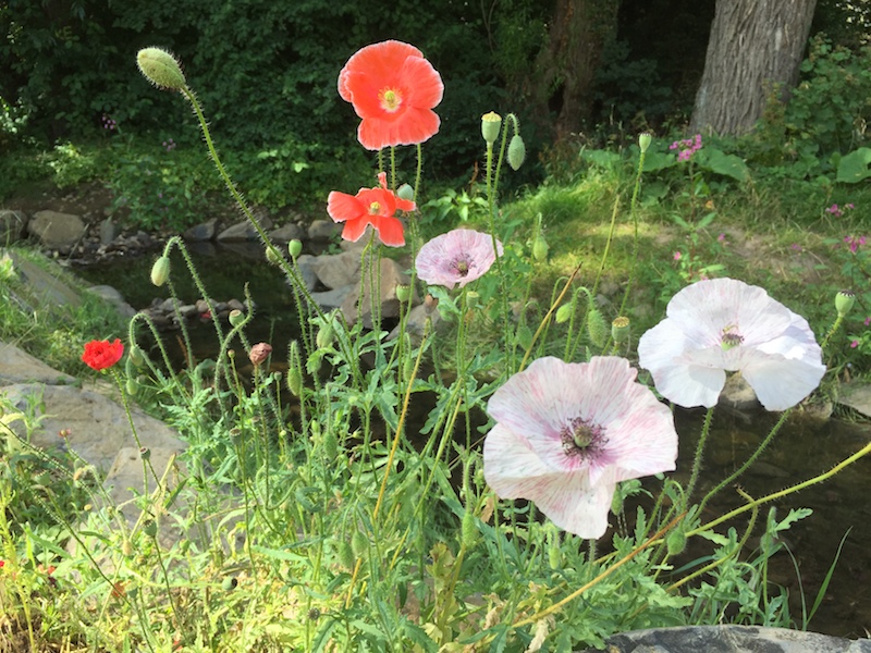 Mohn Mohn